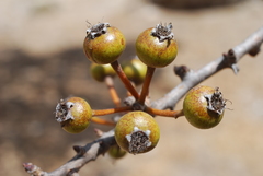 Pyrus spinosa