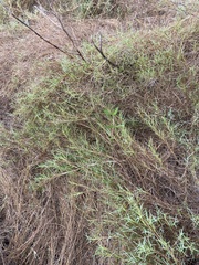 Muhlenbergia utilis