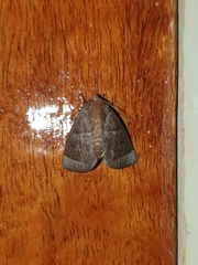 Noctuidae