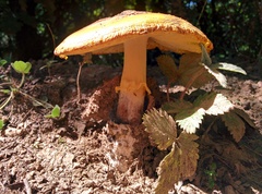 Cyclocybe parasitica