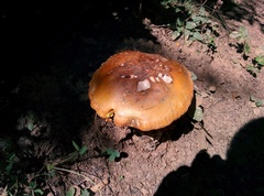 Cyclocybe parasitica