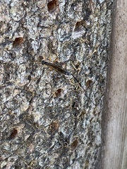 Dolichomitus imperator