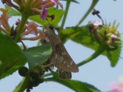 Pelopidas conjuncta narooa