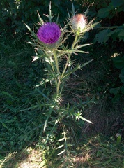 Cirsium eriophorum