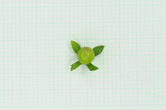 Diospyros rhombifolia