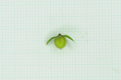 Diospyros rhombifolia