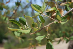 Quercus suber