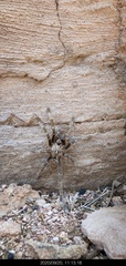 Ceratogyrus darlingi