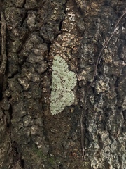 Ophthalmitis herbidaria