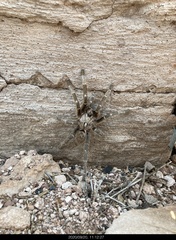Ceratogyrus darlingi