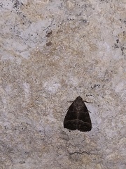 Ogdoconta altura