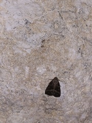 Ogdoconta altura