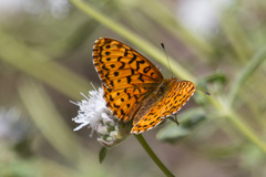 Boloria epithore