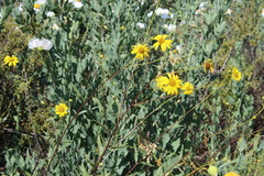 Helianthus gracilentus