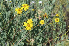 Helianthus gracilentus