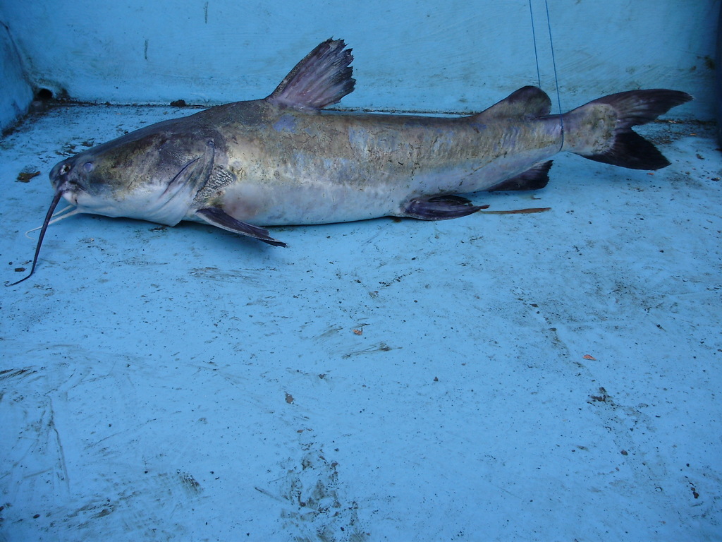 Congo Sea Catfish