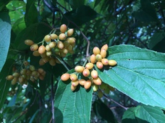 Viburnum setigerum