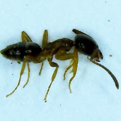 Nylanderia terricola