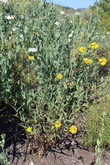 Helianthus gracilentus