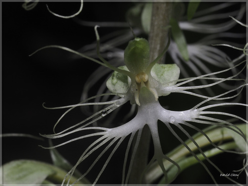 Habenaria polytricha iNat (1)