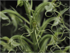 Habenaria pantlingiana