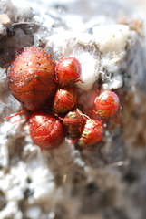 Solenosthedium bilunatum