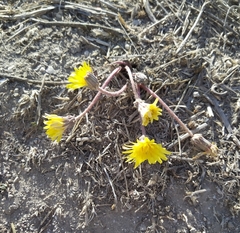 Taraxacum hybernum