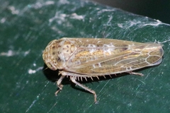 Athysanini