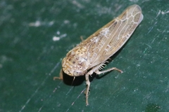 Athysanini