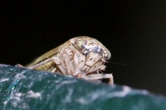 Athysanini
