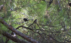 Muscicapa striata