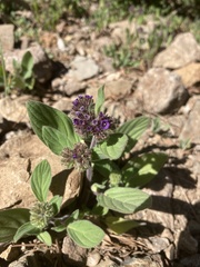 Phacelia brachyantha