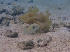 Halichoeres chloropterus