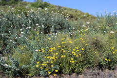 Helianthus gracilentus
