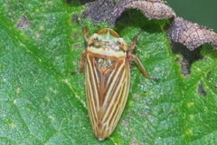 Aphrodes makarovi
