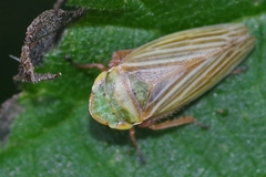 Aphrodes makarovi