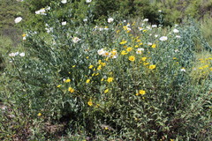 Helianthus gracilentus