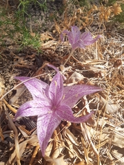 Colchicum variegatum
