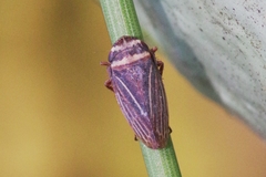 Aphrodes makarovi