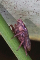 Aphrodes makarovi