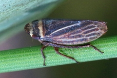 Aphrodes makarovi