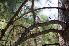 Muscicapa striata