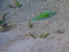 Halichoeres chloropterus