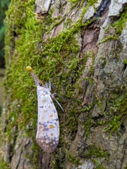 Pyrops watanabei