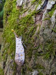 Pyrops watanabei