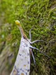 Pyrops watanabei