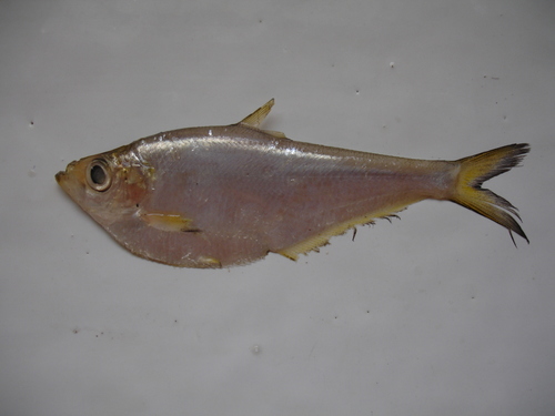 Hatchet herring (Ilisha fuerthii) — Pristigasteridae — 4