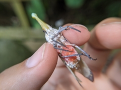 Pyrops watanabei