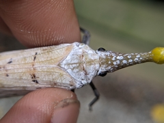 Pyrops watanabei