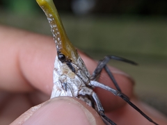 Pyrops watanabei